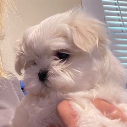 Girl 1 - White female Maltese puppy in Wilson, New York from Maltese By Valerie