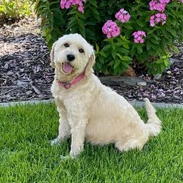 Lil’ Nova - Goldendoodle