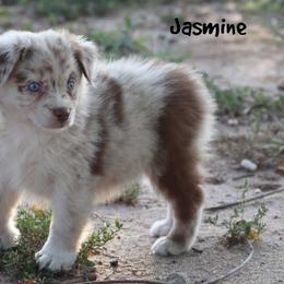 Jasmine - Red merle female Miniature Australian Shepherd puppy in Garden Plain, Kansas from Krazy K Aussies
