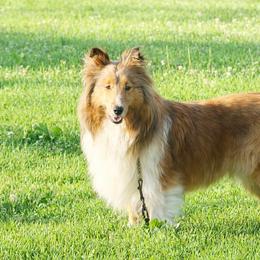 Peaches - Shetland Sheepdog