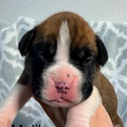 Malibu - Fawn female Boxer puppy in Murrieta, California from Boxerpupziesrock