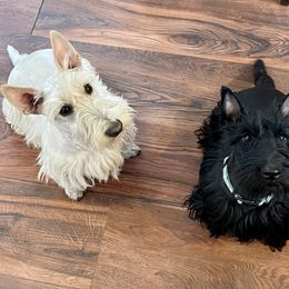 Cardigan Welsh Corgis and Scottish Terriers from Cheeky Corgi Cardigans