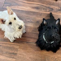 Cardigan Welsh Corgis and Scottish Terriers from Cheeky Corgi Cardigans
