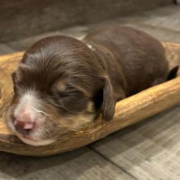 Pine - Piebald male Dachshund puppy in Dobson, North Carolina from Oakleys Dachshund Haven