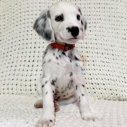 Dalmatian puppies from Spotted Jewels Dalmatians