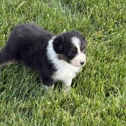 Spring - Black tri-color female Australian Shepherd puppy in Paris, Kentucky from Silverstone Kennel