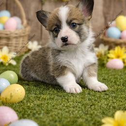 Gouda - Sable male Pembroke Welsh Corgi puppy in Charleroi, Pennsylvania from Twilight Hollow Corgis