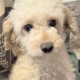 Vanilla - Cavapoo