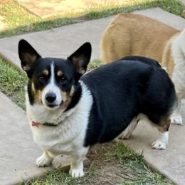 Pika - Pembroke Welsh Corgi