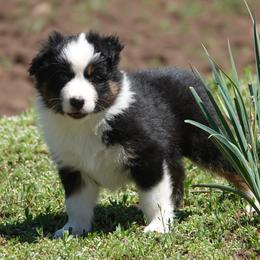 Black tri male - Black tri-color male Australian Shepherd puppy in Chino Valley, Arizona from Cu2 Aussies