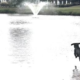 German Shorthaired Pointers from Owl Ranch GSP