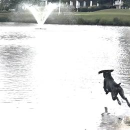 German Shorthaired Pointers from Owl Ranch GSP