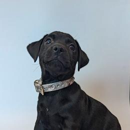 Roman Candle - male Patterdale Terrier puppy in Yucaipa, California from Moormont Kennels