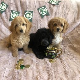 Cockapoo Puppies from Puppy Love