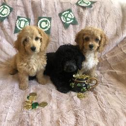 Cockapoo Puppies from Puppy Love