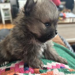 Bean - Black parti male Pomeranian puppy in Randleman, North Carolina from Luxurious Poms