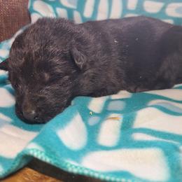 Gray Collar Male - Black male German Shepherd puppy in Cadet, Missouri from Working Valley Shepherds
