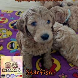 Starfish - Apricot female Goldendoodle puppy in Santa Cruz, California from Lu Doodles