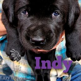 Girl 2 - Labrador Retriever puppy in Priest River, Idaho from Lazy Daisy Labs