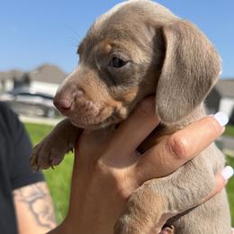 Dachshund Puppies from Little Long Weens
