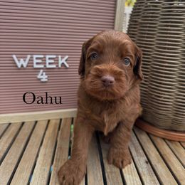 Oahu - Caramel red male Australian Labradoodle puppy in Morgan Hill, California from Loving Labradoodle