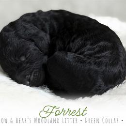 Green Boy - Black male Goldendoodle puppy in Carthage, Tennessee from Willows Doodles