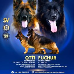 German Shepherd puppies from King Of Zion German Shepherds