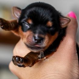 Yorkshire Terrier Puppies from Essence of Grace Yorkies