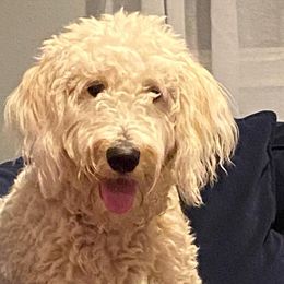 Goldendoodles from Doodle Time