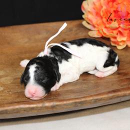 Pina Colada - Black and white female Cockapoo puppy in Mancelona, Michigan from Lavender poodles & doodles