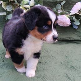 Parsley - Black tri female Miniature American Shepherd puppy in Springfield, Missouri from Sunrock Kennel