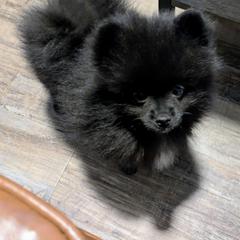 D - Black parti male Pomeranian puppy in Cocoa, Florida from Pom Coast Pomeranians