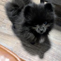 D - Black parti male Pomeranian puppy in Cocoa, Florida from Pom Coast Pomeranians