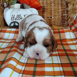 Alvin - Blenheim male Cavalier King Charles Spaniel puppy in Sabetha, Kansas from Apple Blossom Cavaliers
