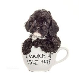 Cockapoo Puppies from Eden Dog