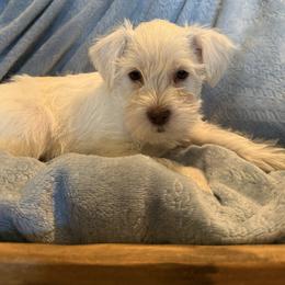 Miniature Schnauzer Puppies from PK Mini Schnauzers