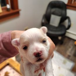 Annabelle - White female Morkie puppy in Pine Grove, Pennsylvania from Cathy Burns
