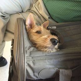 Scottish Terrier Puppies from Gina Smith