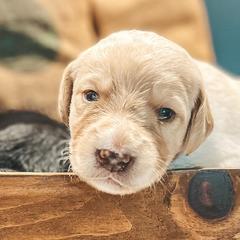 Labradoodles, Labrador Retrievers, and Poodles from Caney Fork Labs and Doodles
