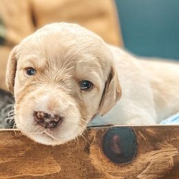Labradoodles, Labrador Retrievers, and Poodles from Caney Fork Labs and Doodles