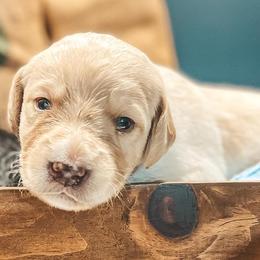 Labradoodles, Labrador Retrievers, and Poodles from Caney Fork Labs and Doodles