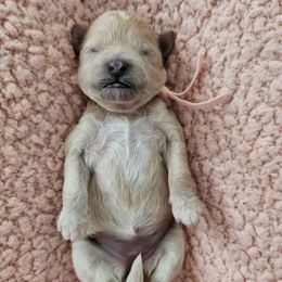 Girl 3 - Liver female Shihpoo puppy in Williamsville, New York from Nell’s Doodle & Dolls