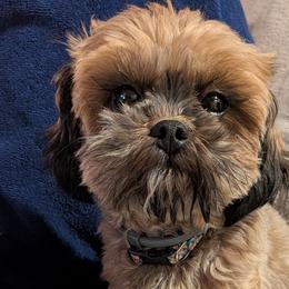 Shihpoos and Shih Tzus from Pattersons Luv K-9s