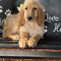 Lucy - female Irish Doodle puppy in Maryland from Grind Stone Breeding Kennels