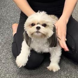 Bales - Shih Tzu