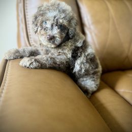 Eleanor - Merle female Cockapoo puppy in Danielsville, Georgia from Meg's Doodles and Poodles