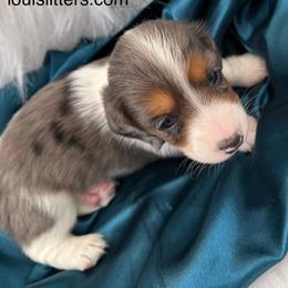 Emma    Gorgeous long hair & BLUE EYES - Dapple female Dachshund puppy in Tarrant County, Texas from Louis' Litters