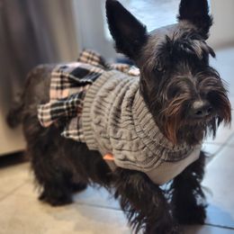 Mimi - Scottish Terrier