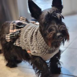 Mimi - Scottish Terrier