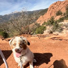 Miniature Australian Shepherd Puppies from Mid-Plains Mini Aussies